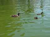 Los Patitos